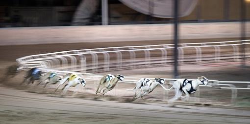 First Time at the Track-dogs3web.jpg