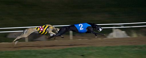 First Time at the Track-dogs5web.jpg