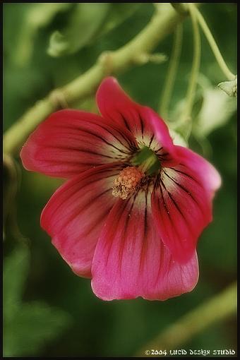 Short excursion to Anacapa Island-flower.jpg