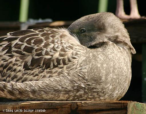 Short excursion to Anacapa Island-juv_west_gull.jpg