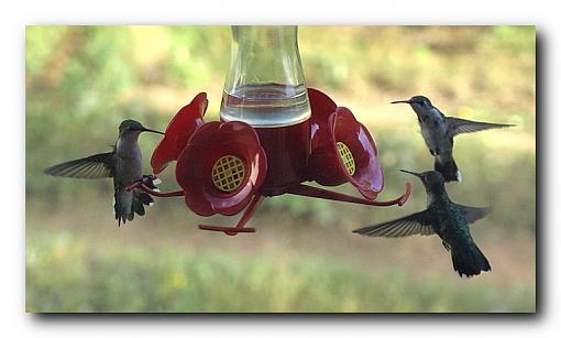 Olympus ZD 14-54mm HummerS-828olymasterfs-three-wings-spread.jpg