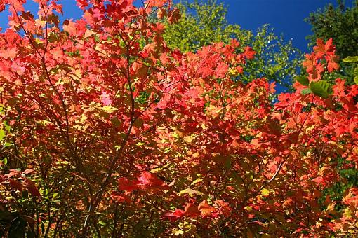 Sunday Drive Cascades Hwy. Washinton State-leafs-medium-.jpg