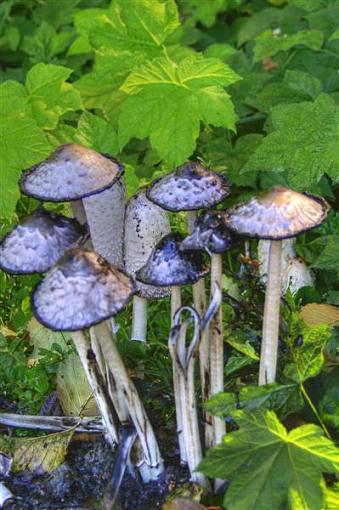 Sunday Drive Cascades Hwy. Washinton State-mushroom3_1_2-medium-.jpg