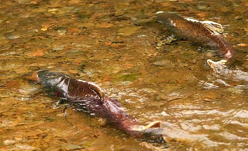 A Romp Thru The Oylmpic National Forrest-fish3-medium-.jpg