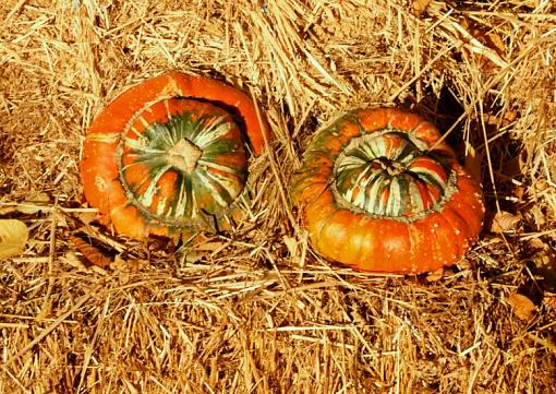 Halloween-sunnypumpkins.jpg