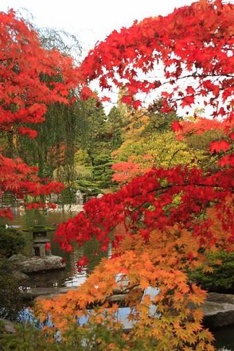 Seattle Arboretum at Fall Time-jpgforpr2-medium-.jpg