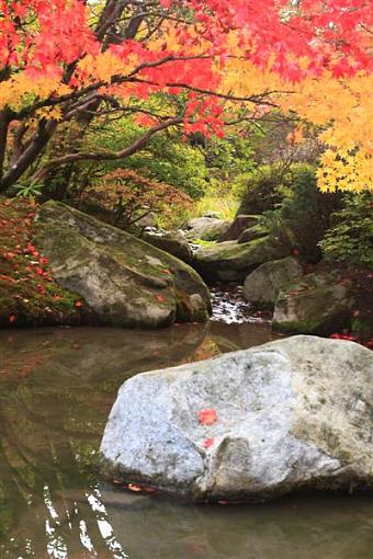 Seattle Arboretum at Fall Time-jpgforpr-medium-.jpg