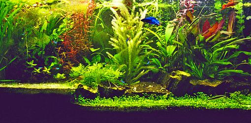 Fish Tank...-tank-pr800.jpg