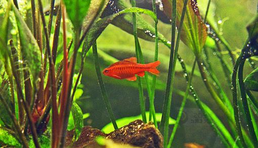 Fish Tank...-cherry-barb-pr800.jpg