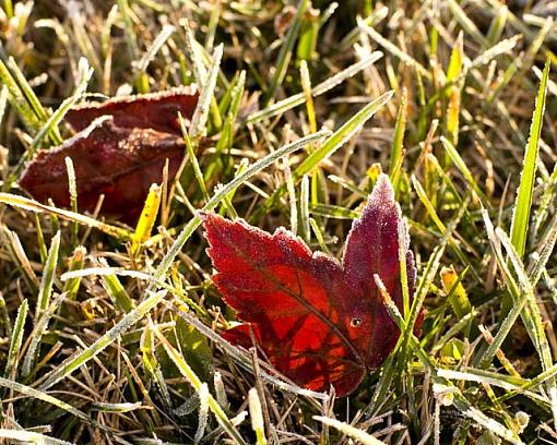 Frosty Leaf-8x10frostyleaf.jpg