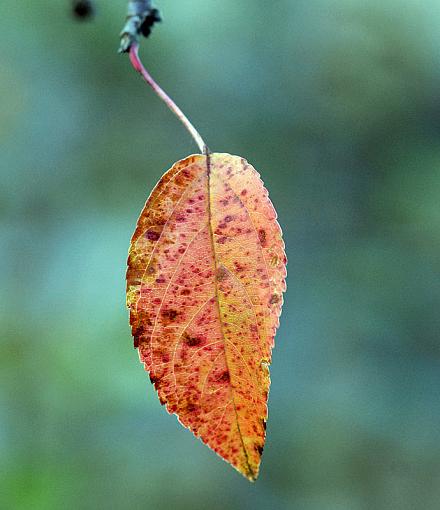 Small Taste of Fall-dsc_4361-2-800.jpg