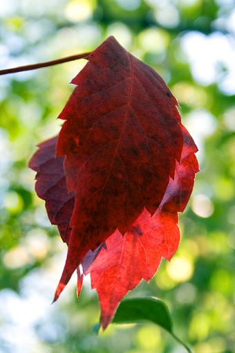 Small Taste of Fall-img_1190.jpg