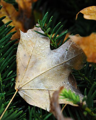 Small Taste of Fall-dsc_0154-2-800.jpg