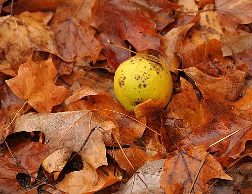 Small Taste of Fall-dsc_0164-2-800.jpg