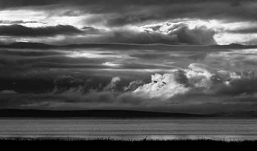 Post your b&amp;w images - digital or film....-two-snow-geese-great-blue-heron.jpg