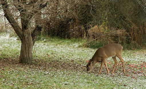 A couple from this morning...-dsc00870_edited-1.jpg