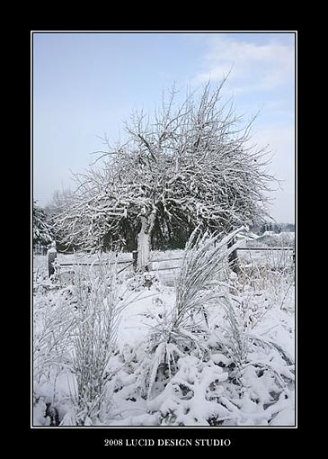 Let it snow, let it snow, let it snow-tree.jpg