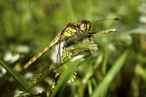 Secret to Bokeh?-insect-1.jpg