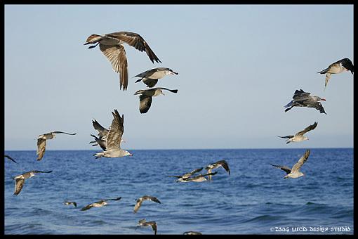 Another Malibu excurion...-seagulls-copy.jpg