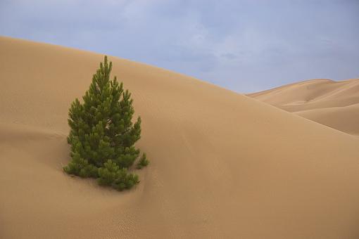 I'm back.-dunes-tree.jpg