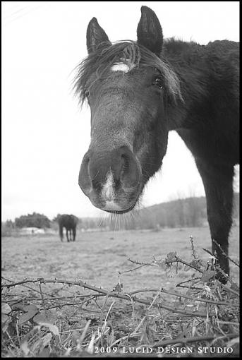 Post your b&amp;w images - digital or film....-horse2.jpg