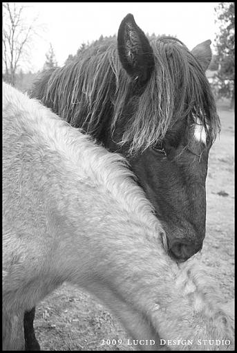 Post your b&amp;w images - digital or film....-horse3.jpg