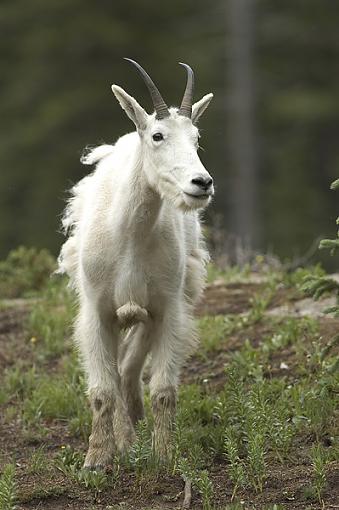 I'm back.-shaggy-goat.jpg