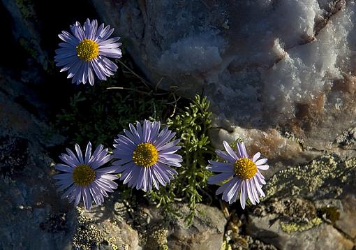 I'm back.-alpine-flowers-5.jpg