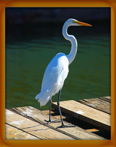 Walking the planks-dsc_7586-copy.jpg