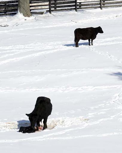 Snow and Ice-newborncalf8x10.jpg