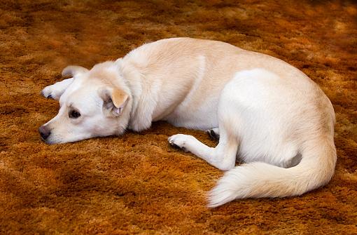 Jessie's out - Prancer's in...-dsc04354_edited-1.jpg