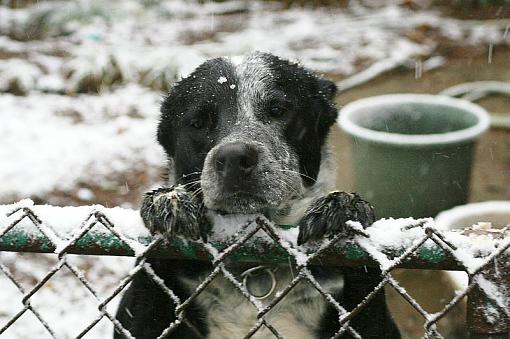 Snow in Dixie-nero-snow.jpg