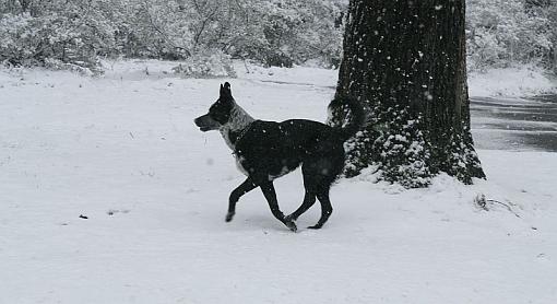 Snow in Dixie-nero-walking-snow.jpg