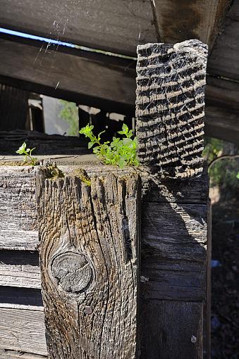 Weathered, Battered and Neglected-_dsc5270.jpg