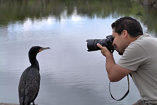 Capture a Stranger-everglades_cormerant_marlin129.jpg