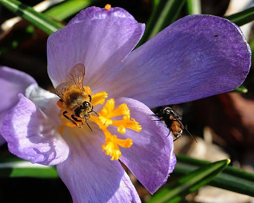 Has Spring Sprung????-dsc_6037-4-800.jpg