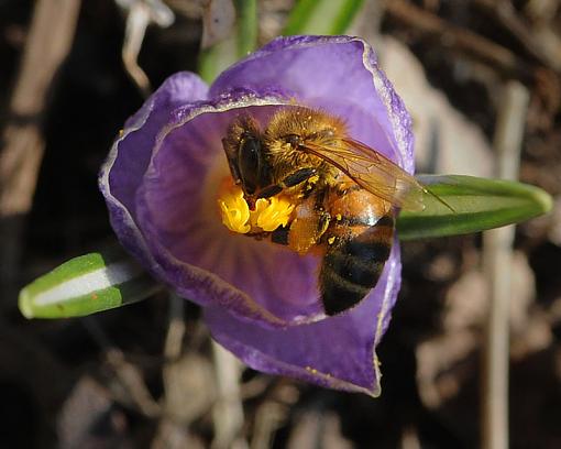 Has Spring Sprung????-dsc_6012-2-800.jpg