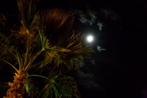 Moon &amp; Palm-_v9w2363.jpg