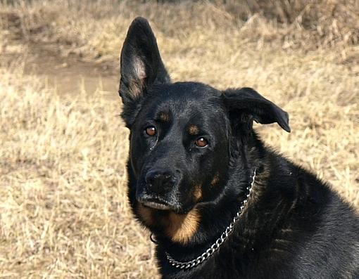 Max aka Old Broken Ear-max-broken-ear-head-crop_edited.jpg