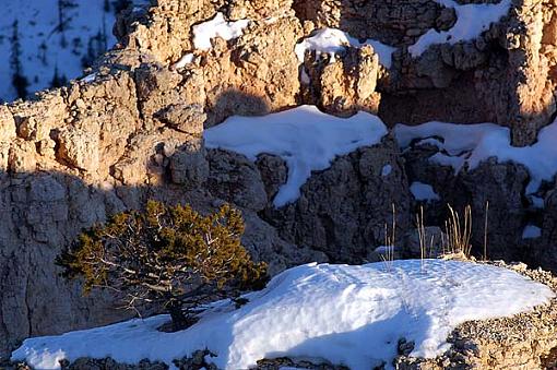 A snowy day at Bryce Canyon-brycetree-02.jpg