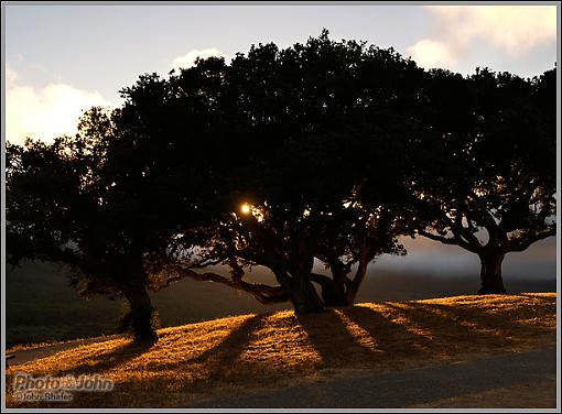 On My Way Home From Work-280_trees_sunset.jpg