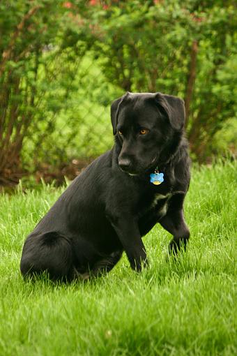 Puppy Portraits-20090508-img_6305s.jpg