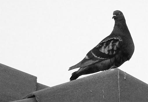 flying rats-pigeon800.jpg