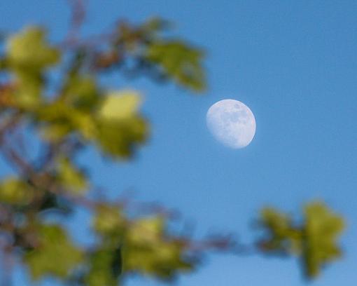 Daytime moon-20090603-img_0192.jpg