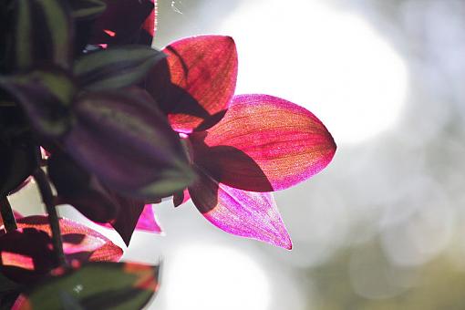 Light through a wandering jew-20090604-img_0239.jpg