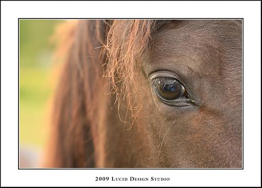 Another 50mm f1.8 Thread-horse1web.jpg