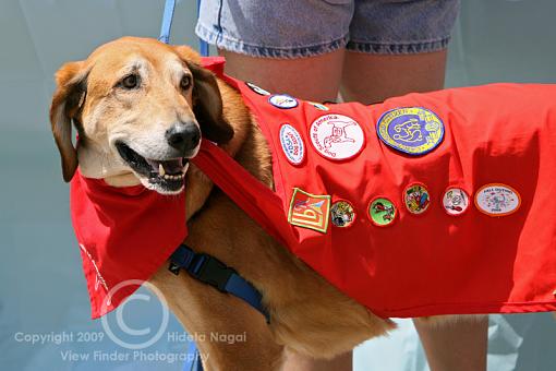 For Dog Lovers-dog-festival-2.jpg