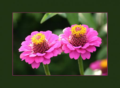 Tiny Pineapples on Pink Doilies-pinkflowers.jpg