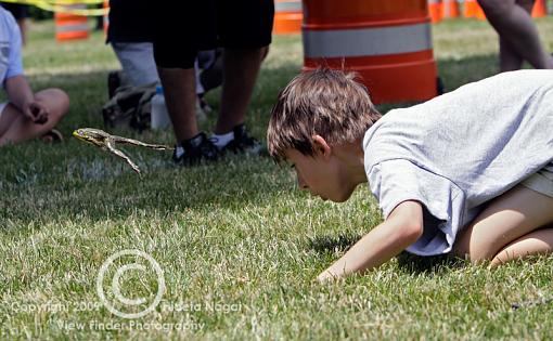 Frog Jumping Festival-frog-jumping-3-2.jpg