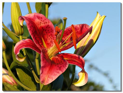 Walk around-daylily.jpg